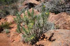 Euryops spathaceus