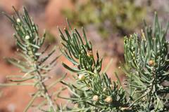 Euryops spathaceus