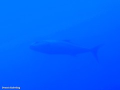 Seriola