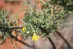 Euryops spathaceus