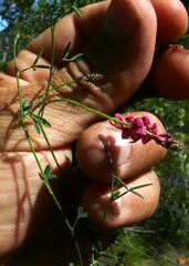Indigofera venusta