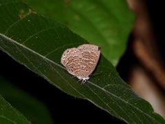 Poritia sumatrae