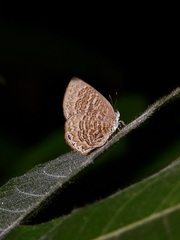 Poritia sumatrae