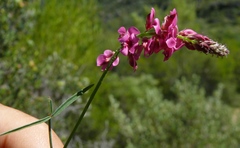 Indigofera venusta