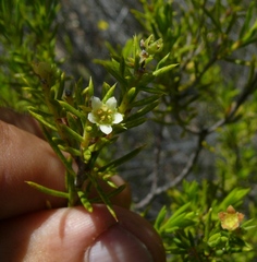 Diosma acmaeophylla