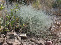 Artemisia santonicum