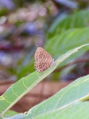 Poritia sumatrae