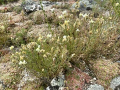 Linaria buriatica