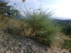 Artemisia taurica