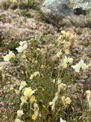 Linaria buriatica