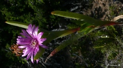 Ruschia rariflora