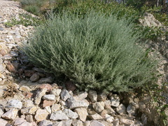 Artemisia taurica