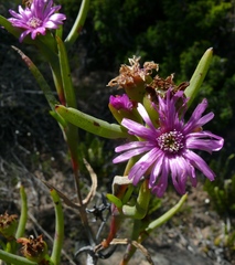 Ruschia rariflora