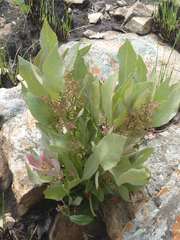 Searsia magalismontana magalismontana