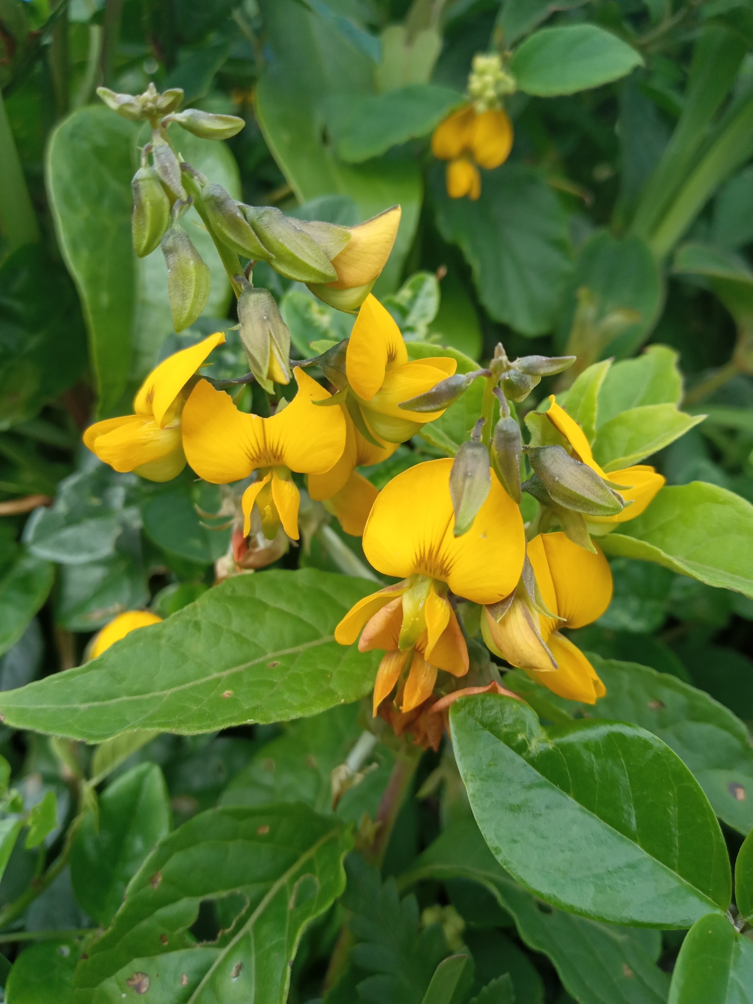 Crotalaria vitellina