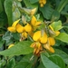 Crotalaria vitellina - Photo (c) Eloisa Leopoldo, some rights reserved (CC BY-NC), uploaded by Eloisa Leopoldo