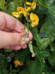 Crotalaria vitellina