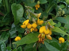 Crotalaria vitellina