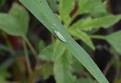 Draeculacephala minerva