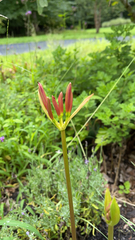 Lycoris radiata