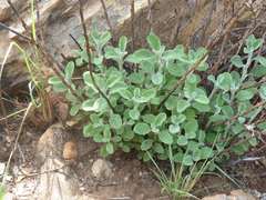 Helichrysum lepidissimum