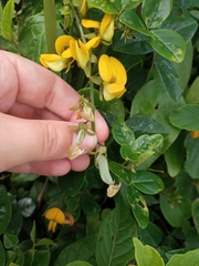 Crotalaria vitellina