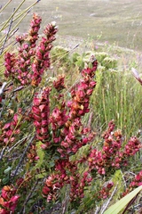 Geissoloma marginatum