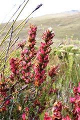 Geissoloma marginatum