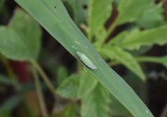 Draeculacephala minerva