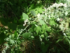 Chenopodium opulifolium