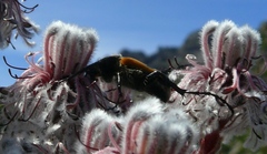 Campulipus limbatus