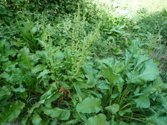 Rumex obtusifolius obtusifolius
