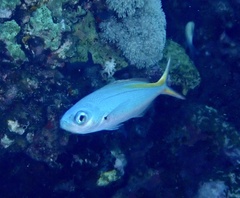Caesio