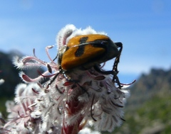 Campulipus limbatus