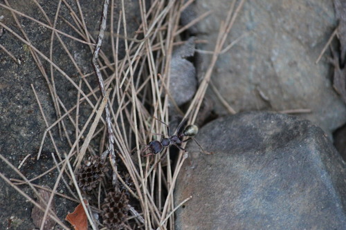 法氏牛蚁Myrmecia fabricii
