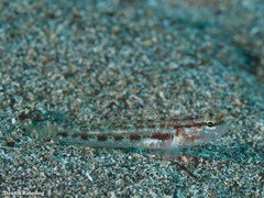 Gobius gasteveni