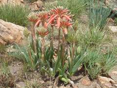 Aloe verecunda