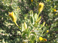 Hertia cluytiifolia