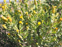 Hertia cluytiifolia