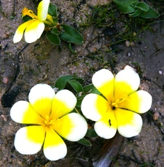 Moraea luteoalba