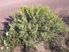 Hertia cluytiifolia