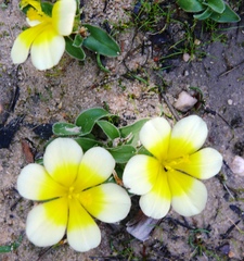 Moraea luteoalba