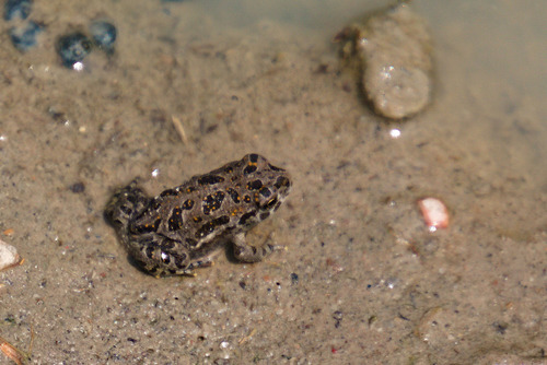 Great Plains Toad (Anaxyrus cognatus), a species recorded in Nebraska