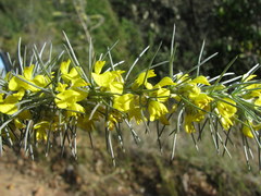 Aspalathus florifera