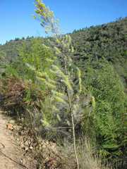 Aspalathus florifera