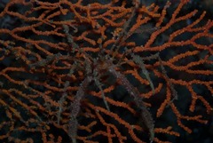 Macropodia falcifera