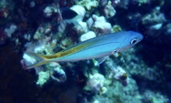 Caesio