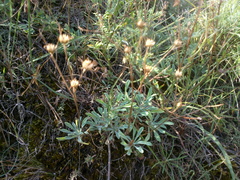 Linum pallasianum