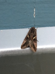 Autographa gamma