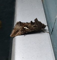 Autographa gamma